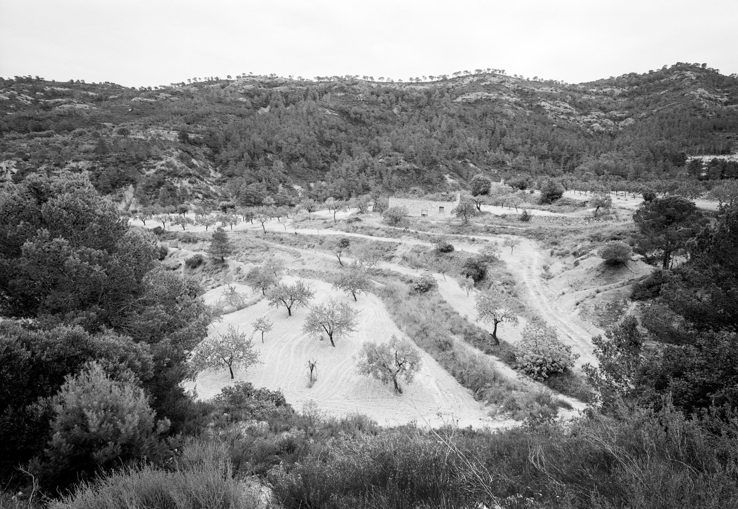 Olive trees in Spain